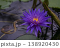 睡蓮の花びら 138920430