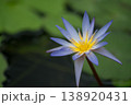 睡蓮の花びら 138920431