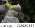 キバタン 138920432