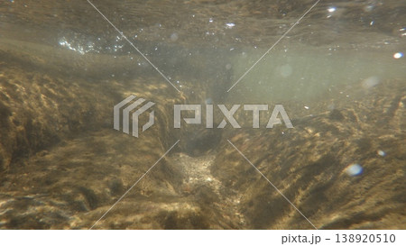 水中写真 水中写真 138920510