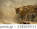 サーバル 138920513