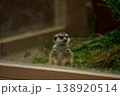 警戒するミーアキャット 138920514