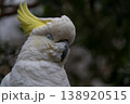 キバタン 138920515
