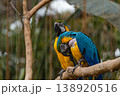 カラフルなルリコンゴウインコ 138920516