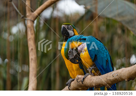 カラフルなルリコンゴウインコ カラフルなルリコンゴウインコ 138920516