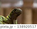 グリーンイグアナ 138920517
