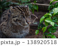 獲物を狙うスナドリネコ 138920518