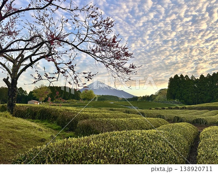 富士山と春の茶畑 138920711