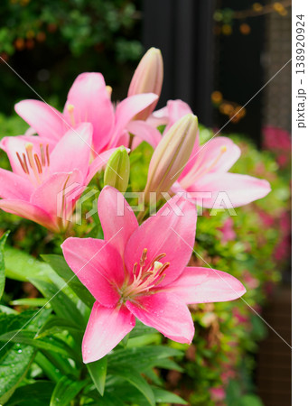 ユリの花イメージ ユリの花イメージ 138920924