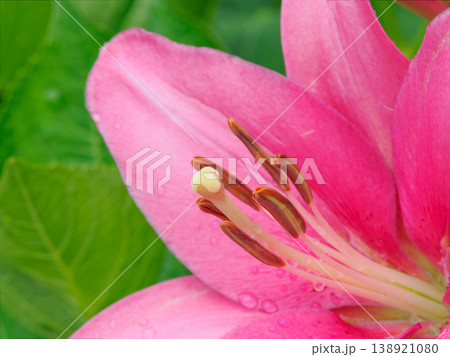 ユリの花イメージ 138921080