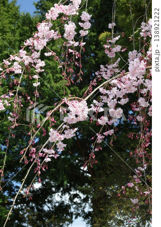 見ごろを迎えつつある枝垂れ桜 138921222