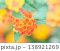 ランタナの花イメージ 138921269