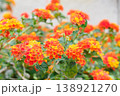 ランタナの花イメージ 138921270