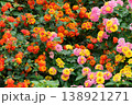 ランタナの花イメージ 138921271