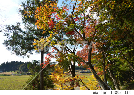 西念寺の紅葉 2025-11-16 #62 西念寺の紅葉 2025-11-16 #62 138921339
