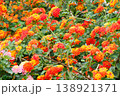 ランタナの花イメージ 138921371