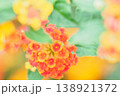 ランタナの花イメージ 138921372