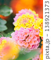 ランタナの花イメージ 138921373