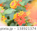 ランタナの花イメージ 138921374