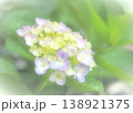 アジサイの花イメージ 138921375