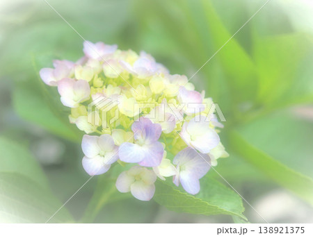 アジサイの花イメージ アジサイの花イメージ 138921375