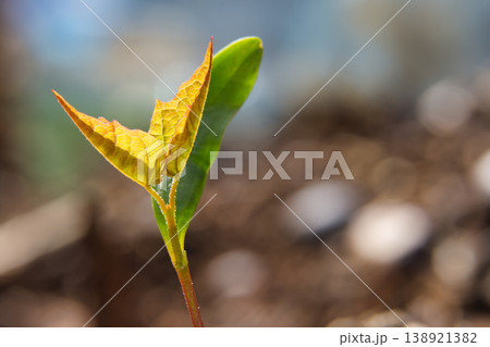 Close-Up Young Seedling Sprout With New Leaves Growing From Soil Macro Nature Concept Close-Up Young Seedling Sprout With New Leaves Growing From Soil Macro Nature Concept 138921382