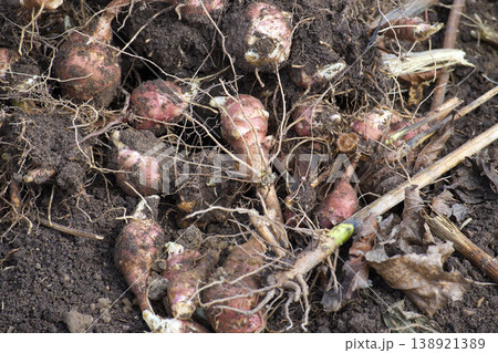 Freshly dug Jerusalem artichokes with soil and roots, ready for harvest Freshly dug Jerusalem artichokes with soil and roots, ready for harvest 138921389
