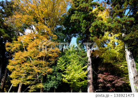 西念寺の紅葉 2025-11-16 #73 西念寺の紅葉 2025-11-16 #73 138921475