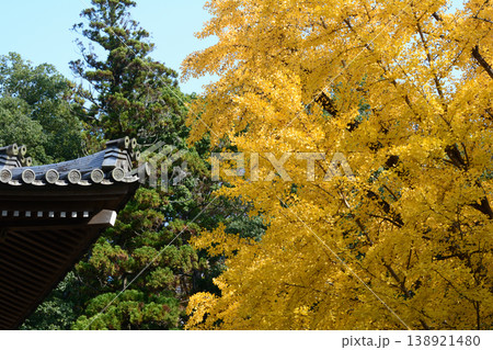 西念寺の紅葉 2025-11-16 #78 西念寺の紅葉 2025-11-16 #78 138921480