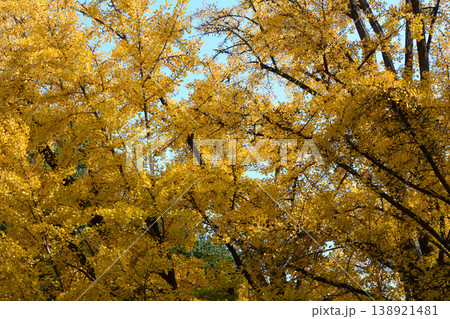 西念寺の紅葉 2025-11-16 #79 西念寺の紅葉 2025-11-16 #79 138921481