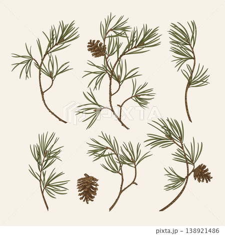 Realistic hand-drawn pine 138921486