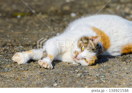 道端でくつろぐ野良猫 道端でくつろぐ野良猫 138921586