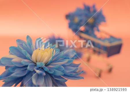 Gift of flowers: single blue chrysanthemum detail against a dreamy, colorful background Gift of flowers: single blue chrysanthemum detail against a dreamy, colorful background 138921593
