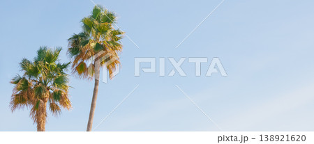 Twin palm trees reach toward a clear azure sky. Minimalist low angle shot of lush tropical foliage creates a bright serene frame with extensive copy space for branding Twin palm trees reach toward a clear azure sky. Minimalist low angle shot of lush tropical foliage creates a bright serene frame with extensive copy space for branding 138921620