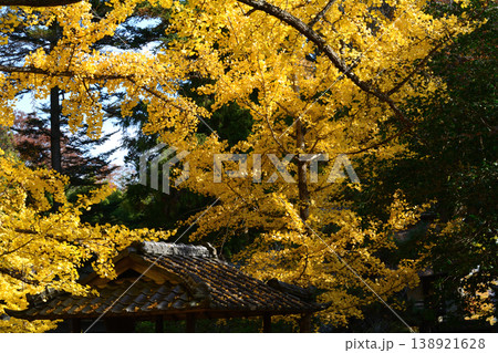 西念寺の紅葉 2025-11-16 #82 西念寺の紅葉 2025-11-16 #82 138921628