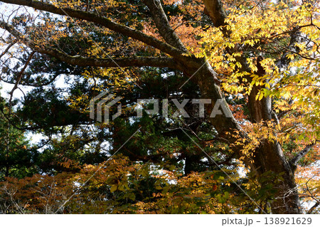 西念寺の紅葉　2025-11-16　＃83 138921629