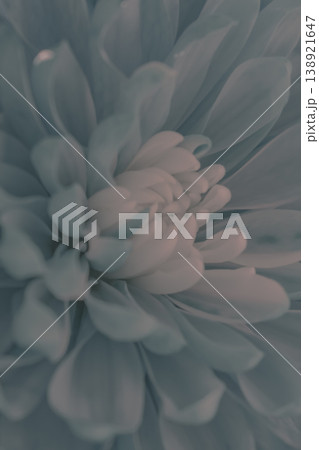 Airy pastel turquoise floral abstract background with soft focus petals, emphasizing delicacy Airy pastel turquoise floral abstract background with soft focus petals, emphasizing delicacy 138921647