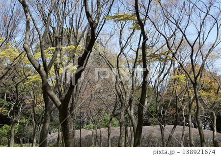 北の丸公園で春の新緑が始まった林 138921674