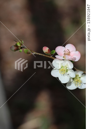 桃色と白色の花が同じ枝で咲くボケの花 138921847
