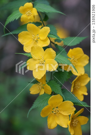 黄金色に輝くやまぶきの花 138921986