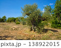 A majestic, centuries-old olive tree with a twisted, weathered trunk dominates the scene in a sun-drenched, arid terrain with sparse vegetation and clear skies above 138922015