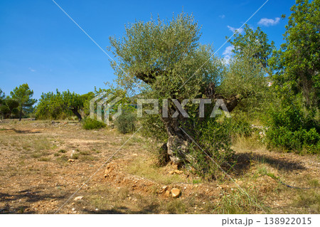 A majestic, centuries-old olive tree with a twisted, weathered trunk dominates the scene in a sun-drenched, arid terrain with sparse vegetation and clear skies above 138922015