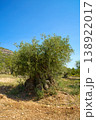 A majestic, centuries-old olive tree with a thick, twisted trunk and lush green foliage is set against a vibrant blue sky in a rural landscape 138922017