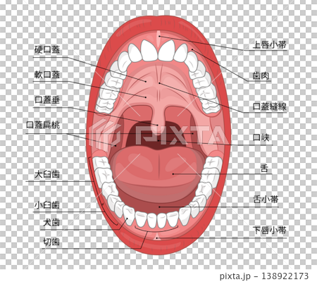 An illustration showing the inside of an adult's mouth with their mouth wide open, clearly illustrating the teeth and throat. 138922173