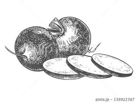 A composition of whole and sliced radishes lying on a table. Sketch of a beetroot. Vector illustration of the vegetable in an engraving style. Hand-drawn, imitating etching. Line drawing in ink. 138922387