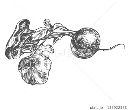 A radish sketch. Vector illustration of the vegetable in an engraving style. A whole root with foliage lies on a table against a white background. Hand-drawn, imitating etching. 138922388