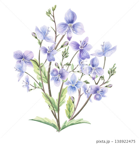 A lush bouquet of wild forest forget-me-not flowers with buds and leaves. This isolated watercolor illustration is perfect for postcards, textiles, nature websites, and eco-themed designs. A lush bouquet of wild forest forget-me-not flowers with buds and leaves. This isolated watercolor illustration is perfect for postcards, textiles, nature websites, and eco-themed designs. 138922475