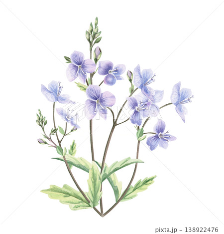 A lush bouquet of delicate wild forest forget-me-not flowers. This isolated watercolor illustration is perfect for postcards, textiles, nature websites, and eco-themed designs. A lush bouquet of delicate wild forest forget-me-not flowers. This isolated watercolor illustration is perfect for postcards, textiles, nature websites, and eco-themed designs. 138922476