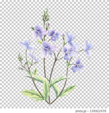 A lush bouquet of delicate wild forest forget-me-not flowers. This isolated watercolor illustration is perfect for postcards, textiles, nature websites, and eco-themed designs. A lush bouquet of delicate wild forest forget-me-not flowers. This isolated watercolor illustration is perfect for postcards, textiles, nature websites, and eco-themed designs. 138922476