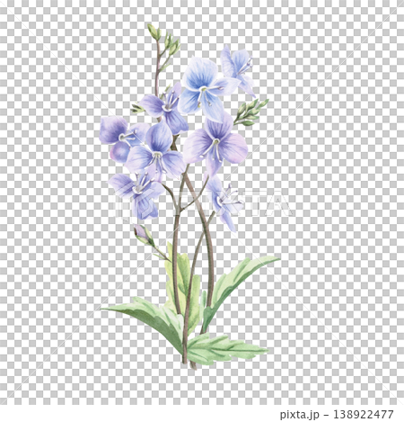 A bouquet of delicate wild forest forget-me-not flowers. This isolated watercolor illustration is perfect for postcards, textiles, nature websites, and eco-themed designs. A bouquet of delicate wild forest forget-me-not flowers. This isolated watercolor illustration is perfect for postcards, textiles, nature websites, and eco-themed designs. 138922477